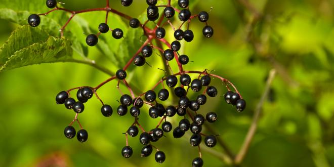 Elderberries growing on a bush