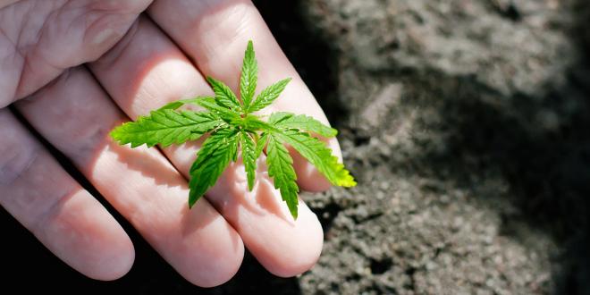 Hand closeup of farmer with hemp seedling outdoors.