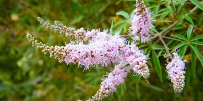 a flowering Vitex plant