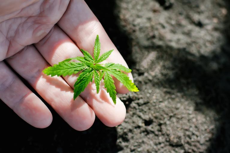 Hand closeup of farmer with hemp seedling outdoors.