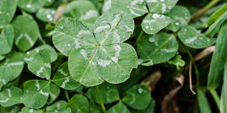 Lucky Plants and Crops